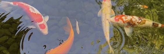 profile banner